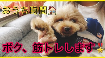 犬と筋トレ Youtube