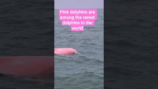 Pink dolphins are among the rarest dolphins in the world