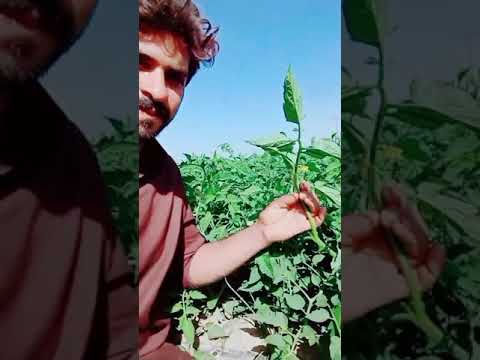 Saraiki Status Video Saraiki Loog Saraiki Song