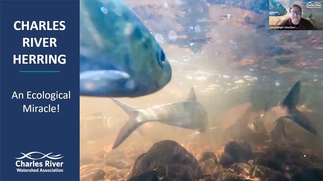 2025 Charles River Herring Count Training