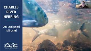 2025 Charles River Herring Count Training