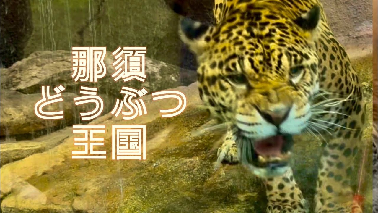 【那須どうぶつ王国】美しい✨アマゾン最強の猛獣ジャガー！日本で会えるわずか11ヶ所だけ！