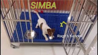 Jack Russell Terrier - Training video