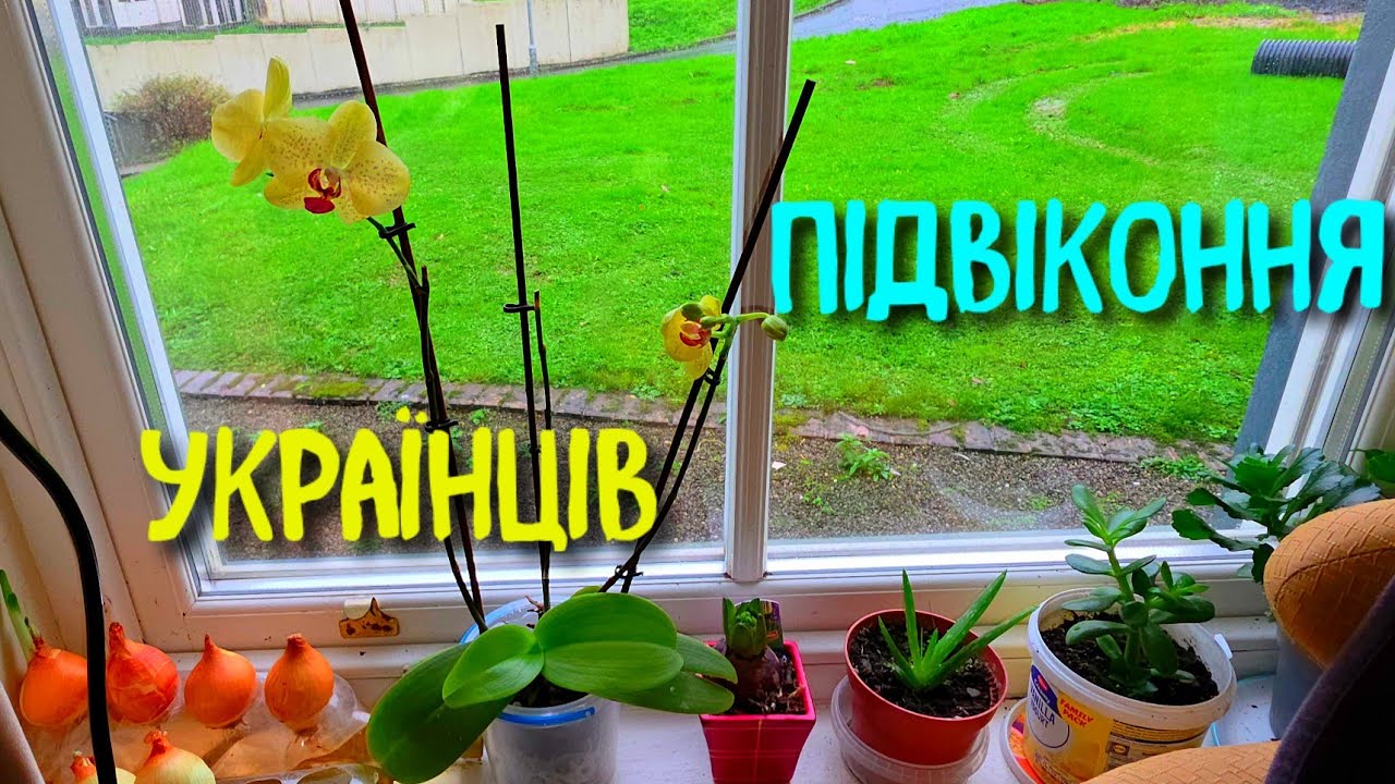 ПІДВІКОННЯ УКРАЇНЦІВ В ІРЛАНДІЇ.  ВАЗОНИ БЕЗ ЯКИХ БІЖЕНЦІ НЕ ЖИВУТЬ ЗА КОРДОНОМ