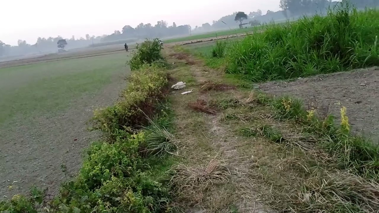 ৯৫ হাজার টাকা শতাংশে চরজামাল পূর এলাকায় রাস্তার সাথে উচূ ২১০ শতাঃ জমি বিক্রয় সিংগাইর ফোনঃ০১৩২৮৩৬৬৭১৬