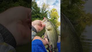 The Rod Built for Frog Fishing; 7'5" Heavy Fenwick World Class #fenwickfishing #frogfishing #bass