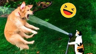 🤣🤣Collection of funny failures of cute cats and dogs||Try not to laugh🐱🐶 by Crazy Cat Official  665 views 13 days ago 30 minutes