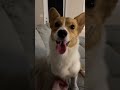 #foryou #funny #shortvideo #youtube