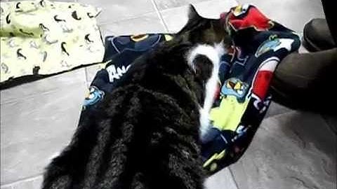 Great Catnip blankets