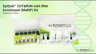 Product Demo   EpiQuik CUT&RUN m6A RNA Enrichment MeRIP Kit   P 9018