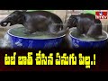 Elephant calf enjoys bathing in water tub, video goes viral