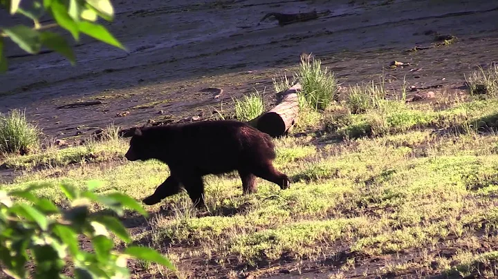 What to Do in a Bear Attack - Black and Brown Bears | SABRE's Frontiersman