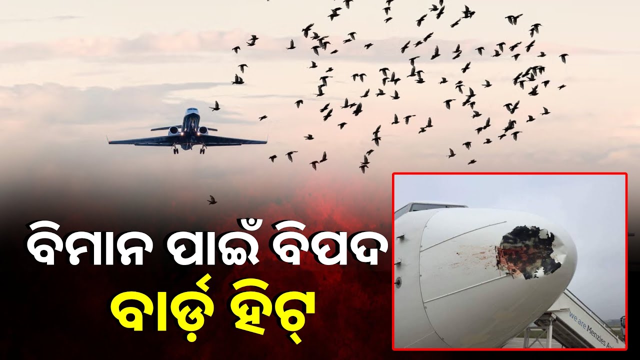 ଏତେବଡ଼ ବିମାନରେ ଏକ ଛୋଟ ପକ୍ଷୀ ବାଡ଼େଇ ହୋଇଗଲେ କାହିଁକି ବିପଦ ଥାଏ ?