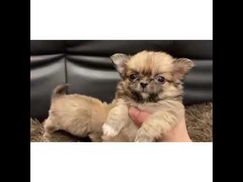 ミックス犬 狆 チワワ Mix 可愛いです Youtube
