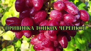 видео: Настольная прививка тонких черенков в саженец. Мой тел. 89045367113 ( Viber) 89611731150 (WhatsApp) картинка: Настольная прививка тонких черенков в саженец. Мой тел. 89045367113 ( Viber) 89611731150 (WhatsApp)