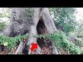 Duende Real Vive En Este Árbol