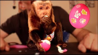 Cute Monkey LOVES Her Easter Egg!