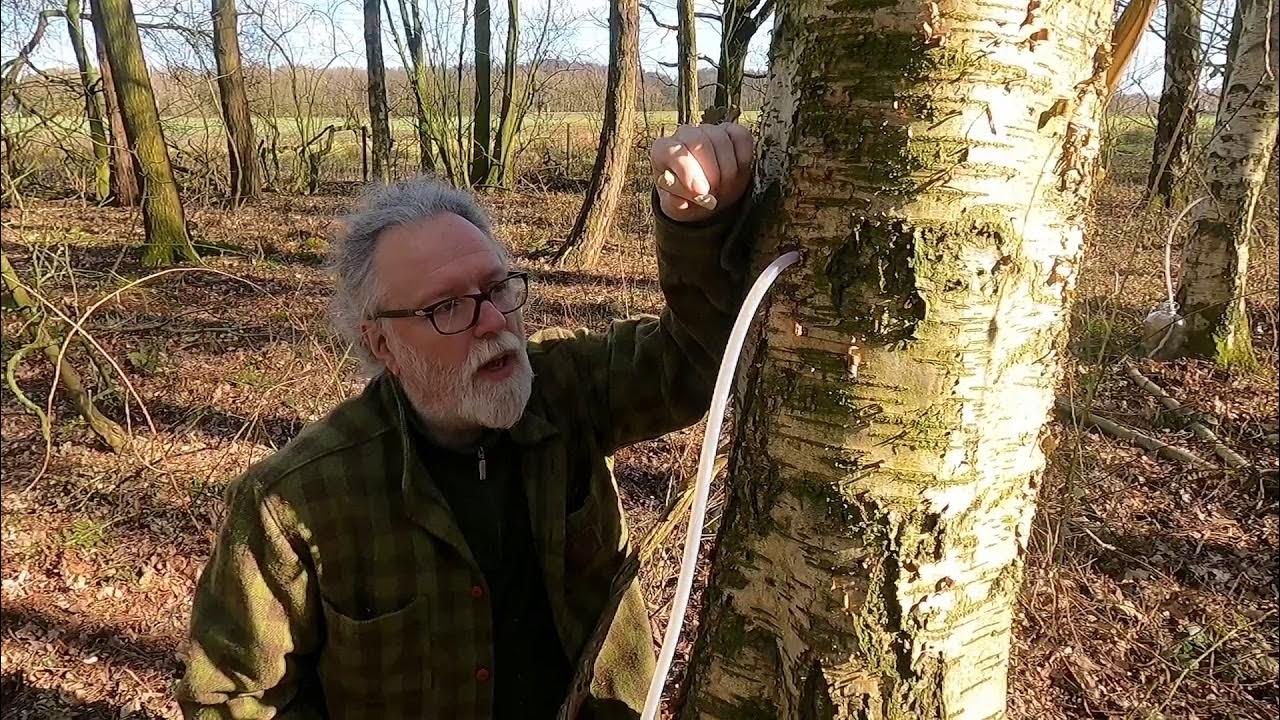 Tapping Birch Tree Sap Taste the Wild YouTube