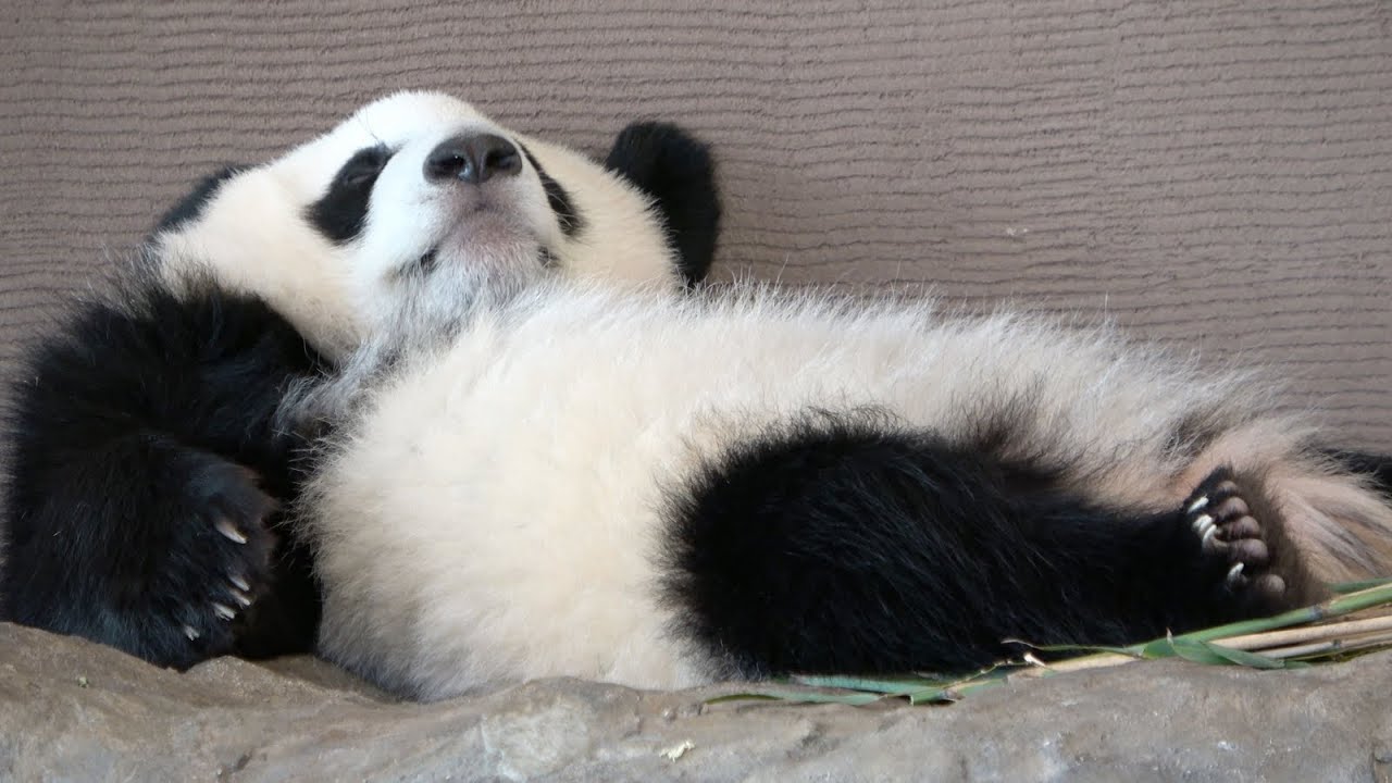 眠るパンダ クセ強め！！ 独特の寝方🐼 かわいい♥ sleeping🎵 【アドベンチャー
