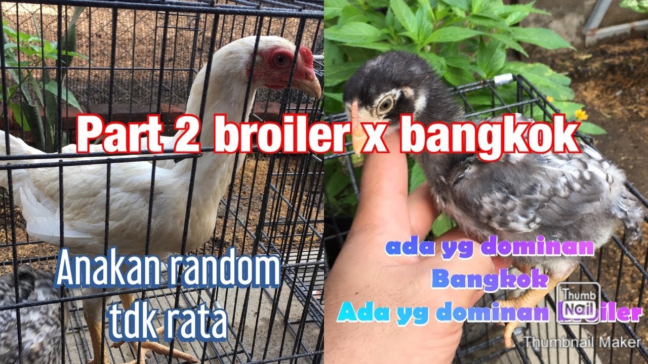 Broiler x bangkok part 2