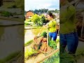 the busyness of rural farmers during the rice planting season - farming - agriculture #shorts