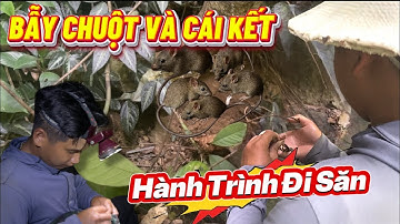 Bẫy Chuột Rừng – Thành Quả Sau 4 Ngày Và Cái Kết