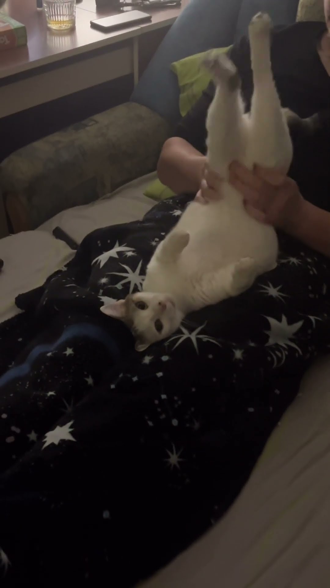 Owner Plays With Cat's Wiggly Legs || ViralHog