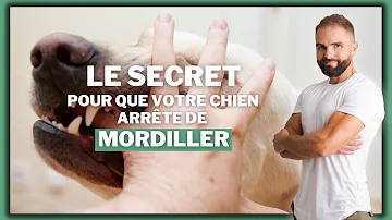 Comment apprendre à un chien d'arrêter de mordre