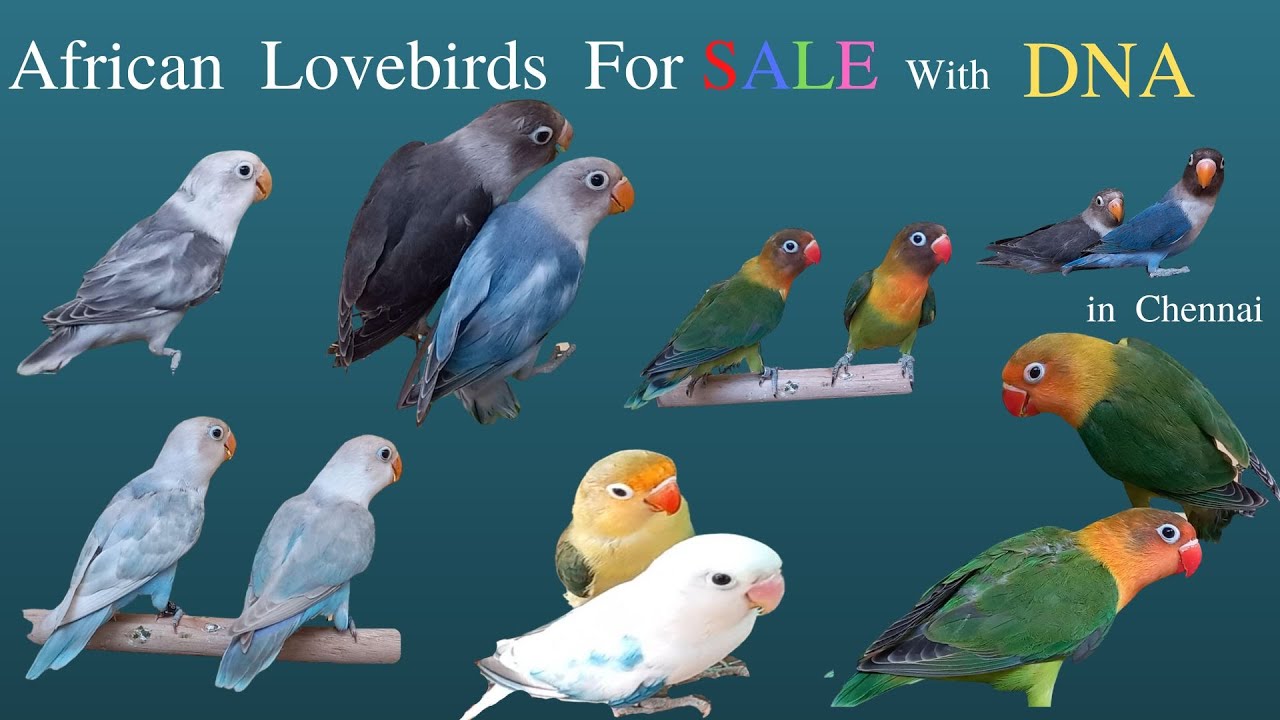 Home breed African love birds for sale with DNA vinvin birds YouTube