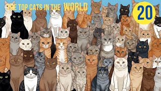 Top 20 Most Popular Cat Breeds | Discover the World’s Favorite Felines.