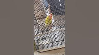 Love bird ngekek merem melek