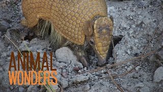 3 Banded Armadillos