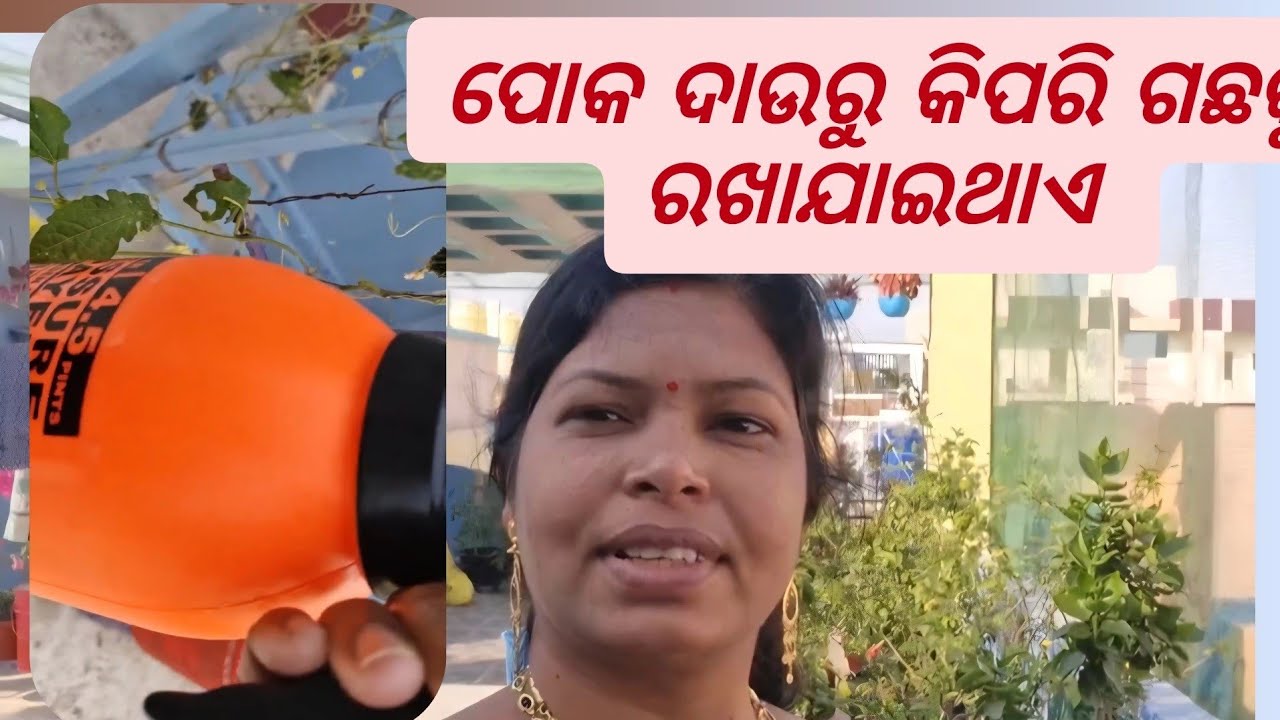 ପୋକରୁ ଗଛକୁ କିପରି ରଖାଯାଇଥାଏ |सभी कीड़ों और फंगस का सफाया |The Most Powerful Organic Pesticide Mixture