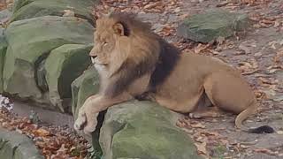 Bye-bye to Lion King Nestor - Zoo Antwerpen (B) - Zoovenirs (59)