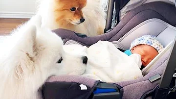 ¿Qué sienten los perros cuando ven un bebé?