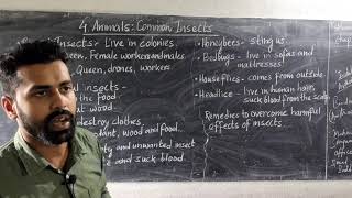 Class III # Science # Animals : Common Insects