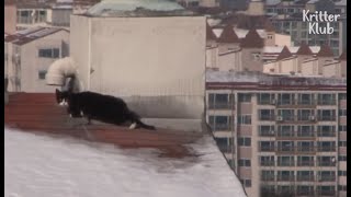 Cat Stranded On The Roof Eats Snow To Survive | Animal in Crisis EP61