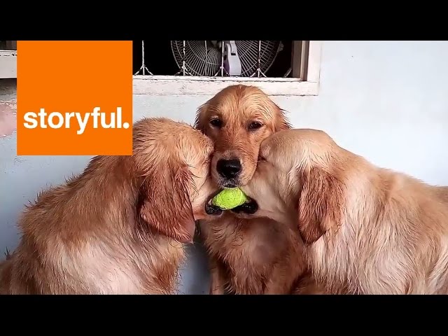 golden retriever loves tennis balls