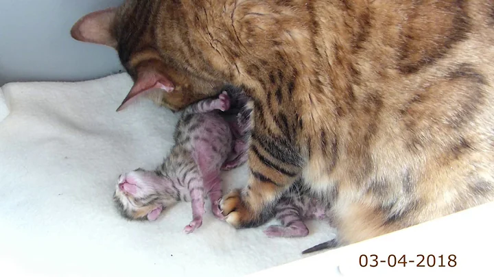 Video 646081: bengal kitten growing