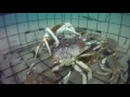 GoPro crabbing