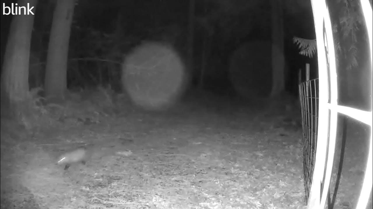 Opossum on the run YouTube