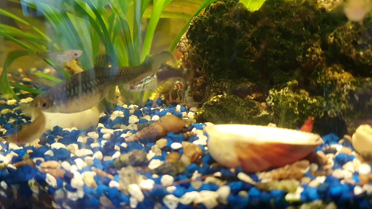 Aquarium Leben Guppy, Schnecken, Garnelen - YouTube