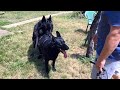 Gorgeous black male German Shepherd Ghost and his black bride Bagheera.