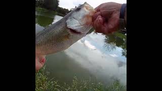 Bass bent up my spinnerbait