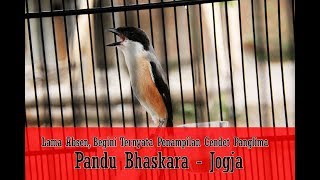 Download Lagu SUARA BURUNG - Lama Tidak Turun Lomba, Cendet Panglima Terlihat Demam Lapangan MP3