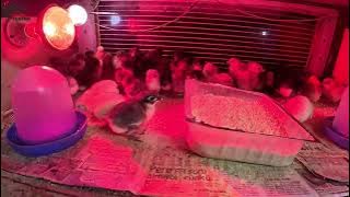 YENİ CİVCİVLER ÇIKTI SEZON BİTİYOR ARTIK