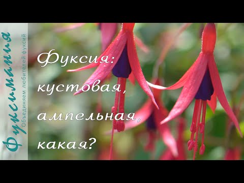 Фуксия: кустовая, ампельная, какая?