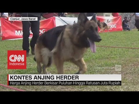 Video: Labrador Retriever terbaik di Pameran Anjing Westminster 2017