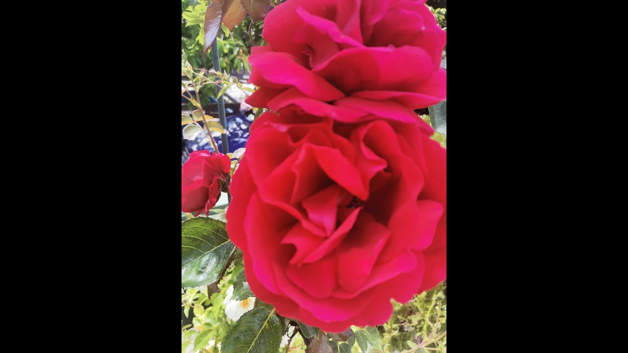 Ганс Христиан Андерсен - "Улитка и розовый куст" - YouTube