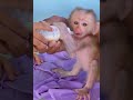 Adorable Little Monkey Moments,#short# babe #money# rose monkey# cute#